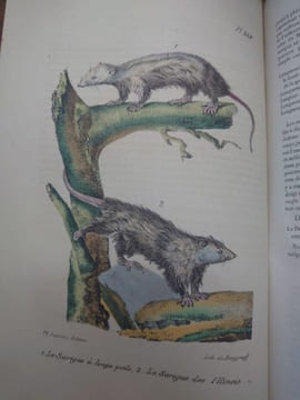 Oeuvres complètes de Buffon, suivies de ses continuateurs Daubenton, Lacépède, Cuvier... Seule édition complète avec figures coloriées. . BUFFON ...