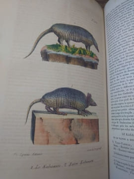 Oeuvres complètes de Buffon, suivies de ses continuateurs Daubenton, Lacépède, Cuvier... Seule édition complète avec figures coloriées. . BUFFON ...