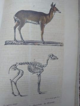 Oeuvres complètes de Buffon, suivies de ses continuateurs Daubenton, Lacépède, Cuvier... Seule édition complète avec figures coloriées. . BUFFON ...