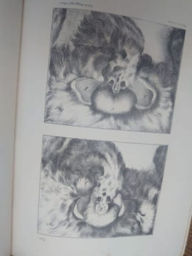 Oeuvres complètes de Buffon, suivies de ses continuateurs Daubenton, Lacépède, Cuvier... Seule édition complète avec figures coloriées. . BUFFON ...