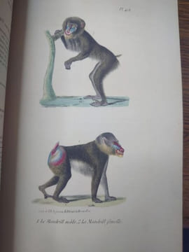 Oeuvres complètes de Buffon, suivies de ses continuateurs Daubenton, Lacépède, Cuvier... Seule édition complète avec figures coloriées. . BUFFON ...