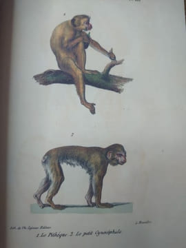 Oeuvres complètes de Buffon, suivies de ses continuateurs Daubenton, Lacépède, Cuvier... Seule édition complète avec figures coloriées. . BUFFON ...