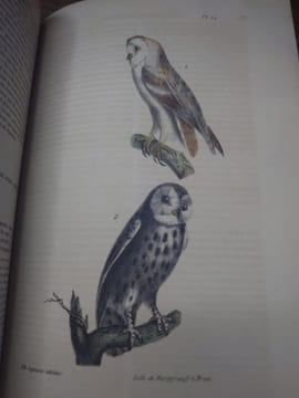 Oeuvres complètes de Buffon, suivies de ses continuateurs Daubenton, Lacépède, Cuvier... Seule édition complète avec figures coloriées. . BUFFON ...