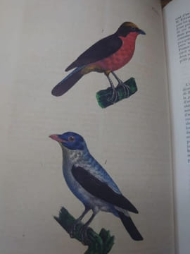 Oeuvres complètes de Buffon, suivies de ses continuateurs Daubenton, Lacépède, Cuvier... Seule édition complète avec figures coloriées. . BUFFON ...