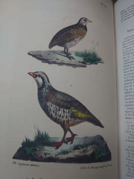 Oeuvres complètes de Buffon, suivies de ses continuateurs Daubenton, Lacépède, Cuvier... Seule édition complète avec figures coloriées. . BUFFON ...