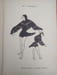 Costumes improvis&eacute;s. Les oiseaux. R&eacute;alisations de costumes pour f&ecirc;tes scolaires. . KIEB Denise. 