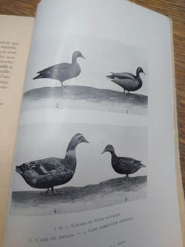 Les canards. Considérés à l'état sauvage et comme oiseaux d'agrément en domesticité. L'élevage des jeunes canards. Avec une planche. . ROGERON ...