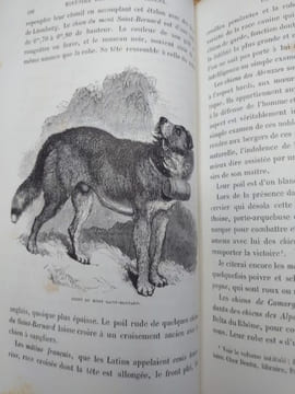Histoire physiologique et anecdotique des chiens de toutes les races. Préface et postface par Alexandre Dumas. . REVOIL Bénédict-Henry.