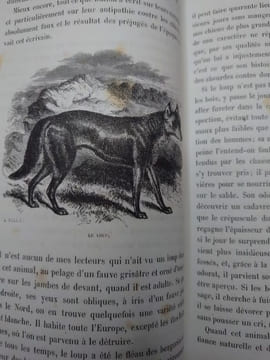 Histoire physiologique et anecdotique des chiens de toutes les races. Préface et postface par Alexandre Dumas. . REVOIL Bénédict-Henry.