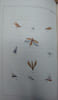 THE FLY FISHER'S GUIDE : Illustrated by coloured plates, representing upwards of forty of the most useful flies, accurately copied from nature. By ...
