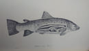 Pr&eacute;cis de la P&ecirc;che &agrave; la Mouche S&egrave;che. Manuel complet comprenant l'entomologie &agrave; l'usage dy p&ecirc;cheur, la cr&eacute;ation et l'organisation d'une p&ecirc;che. ...