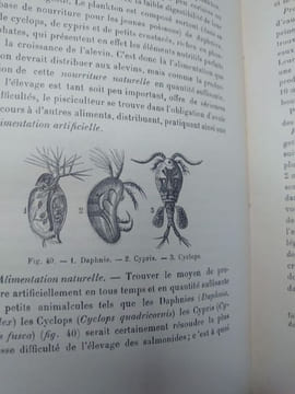La truite domestique. Production rationnelle des salmonidés en eaux fermées. Incubation. Alimentation. Vente et débouchés.. BLANCHON H.-L.-A.