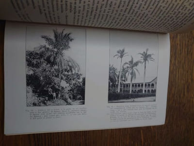 Catalogue des plantes du Jardin d'Essais de la Mission de Kisantu (Congo Belge).