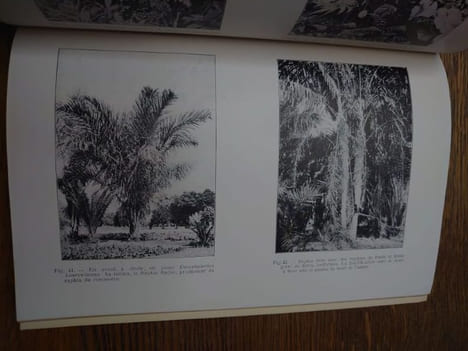 Catalogue des plantes du Jardin d'Essais de la Mission de Kisantu (Congo Belge). . GILLET Just. 