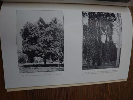 Catalogue des plantes du Jardin d'Essais de la Mission de Kisantu (Congo Belge). . GILLET Just. 
