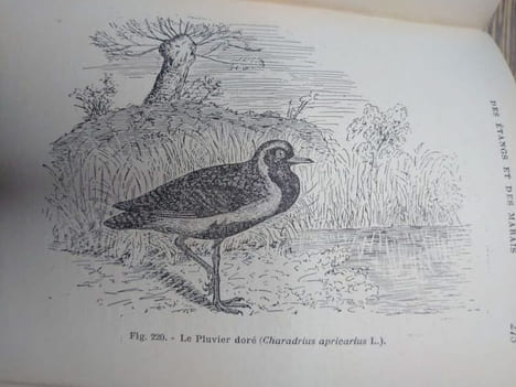 Faune des lacs, des étangs et des marais. 20 planches coloriées et 225 figures. . GERMAIN L. 