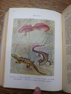 Faune des lacs, des étangs et des marais. 20 planches coloriées et 225 figures. . GERMAIN L. 