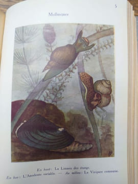 Faune des lacs, des étangs et des marais. 20 planches coloriées et 225 figures. . GERMAIN L. 