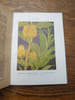 Les fleurs des marais, lacs et &eacute;tangs. 95 planches colori&eacute;es. . CAMUS A. 