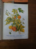 Les fleurs de jardin. tome I, II, III, IV. . GUILLAUMIN A. 