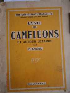 La vie des caméléons et autres lézards.