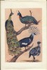 Les oiseaux. Leur entretien - Leur élevage. volume 3 seul: Les échassiers, les oiseaux de mer, les pigeons, les gallinacés et les coureurs.. DELACOUR ...