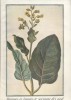 Flammes et fumées N° 79. Revue du S.E.I.T.A. Article illustré sur les botanistes et le tabac.. FLAMMES ET FUMEES 