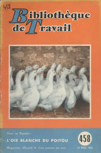 L'oie blanche du Poitou.