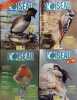 L'Oiseau Magazine. Année 1998 complète. Numéros 50 à 53. Revue de la ligue française pour la protection des oiseaux.. L'OISEAU MAGAZINE 1998 