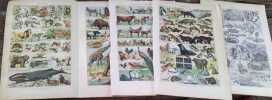 5 planches en couleurs extraites du Larousse en 2 volumes. Mammif&egrave;res (2 planches) - Reptiles - Fourrures - Animaux domestiques. Au verso, gravures en ...