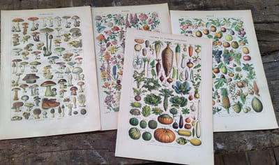 4 planches en couleurs extraites du Larousse en 2 volumes. Fleurs - Fruits - Champignons - Légumes et plantes potagères. Au verso, gravures en noir et blanc sur les mêmes sujets.
