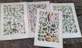 4 planches en couleurs extraites du Larousse en 2 volumes. Fleurs - Fruits - Champignons - L&eacute;gumes et plantes potag&egrave;res. Au verso, gravures en noir et ...