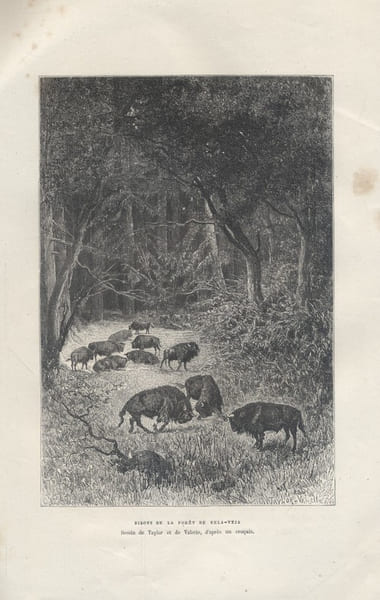 Bisons de la for&ecirc;t de Bela-Veja. Gravure extraite de la G&eacute;ographie universelle d'Elis&eacute;e Reclus.. BELA-VEJA 