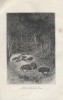 Bisons de la forêt de Bela-Veja. Gravure extraite de la Géographie universelle d'Elisée Reclus.. BELA-VEJA 