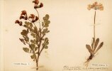Flora Alpina. [HERBIER]