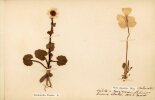 Flora Alpina. [HERBIER]