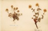 Flora Alpina. [HERBIER]