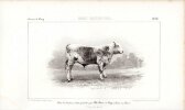 Concours d'animaux de boucherie, en 1856, &agrave; Bordeaux, Nantes, N&icirc;mes, Lyon, Lille, et concours g&eacute;n&eacute;ral de Poissy. MINIST&Egrave;RE DE L'AGRICULTURE, DU ...