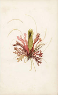Les plus belles plantes de la mer