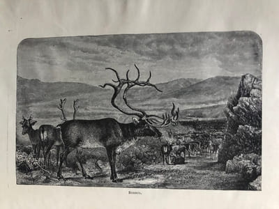 UN HIVER EN LAPONIE. Voyages d'hiver en Suède, en Norvège, en Laponie et dans la Finlande septentrionale.