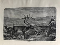 UN HIVER EN LAPONIE. Voyages d'hiver en Suède, en Norvège, en Laponie et dans la Finlande septentrionale.