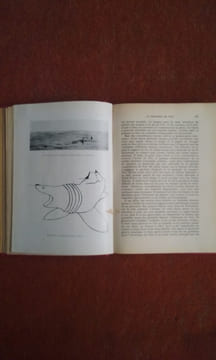 Trois saisons de chasse aux requins géants ("Harpoon at a venture")
. MAXWELL Gavin