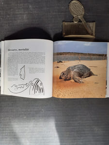 Tortues marines de Guyane