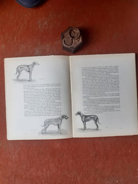 Le chien. Ses origines - Son évolution. Tomes 1 et 2
. OBERTHUR Joseph