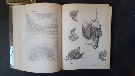 Subtilités de la chasse à la bécasse
. DEMOLE Edouard