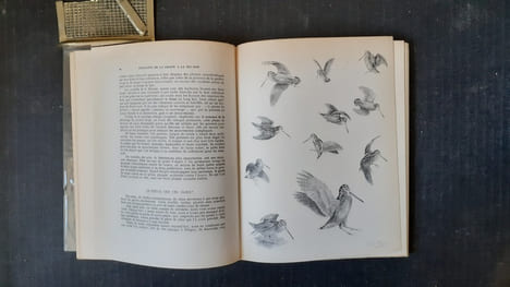 Subtilités de la chasse à la bécasse
. DEMOLE Edouard