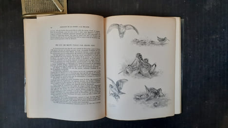 Subtilités de la chasse à la bécasse
. DEMOLE Edouard