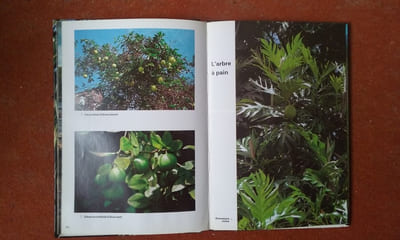 Flore de Guyane