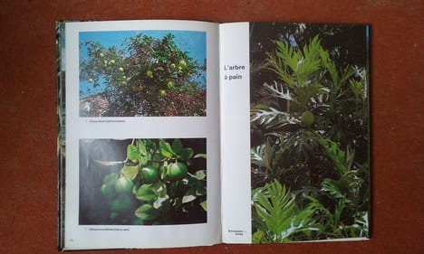 Flore de Guyane
. DELABERGERIE Guy