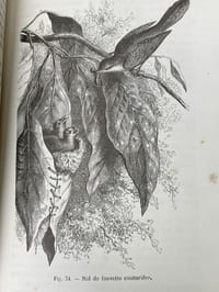 L'Amour maternel chez les animaux